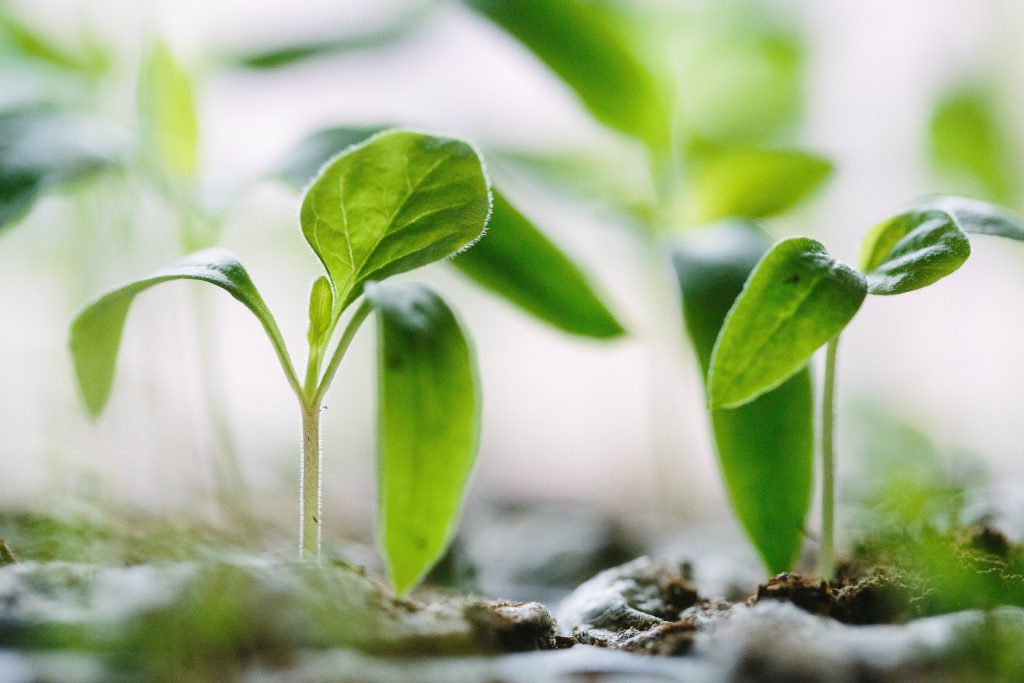 Social Media Marketing for Content Creators with sprouts